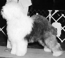 Alamanda's My Boy Jonathan