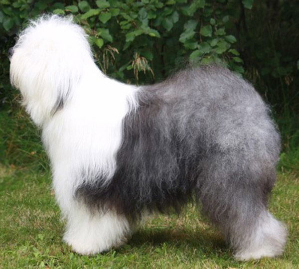 Argovian Movin 'N Groovin