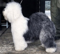 Barking Bear's Davy Belle