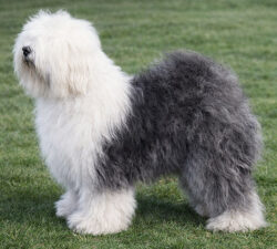 Barnolby Wendy Bruin