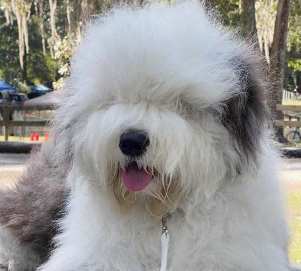 Bizzeeboots Sweet Dreams Are Made Of This