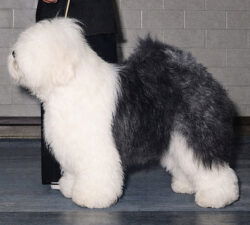 Blenheim Farfelu Fanfan