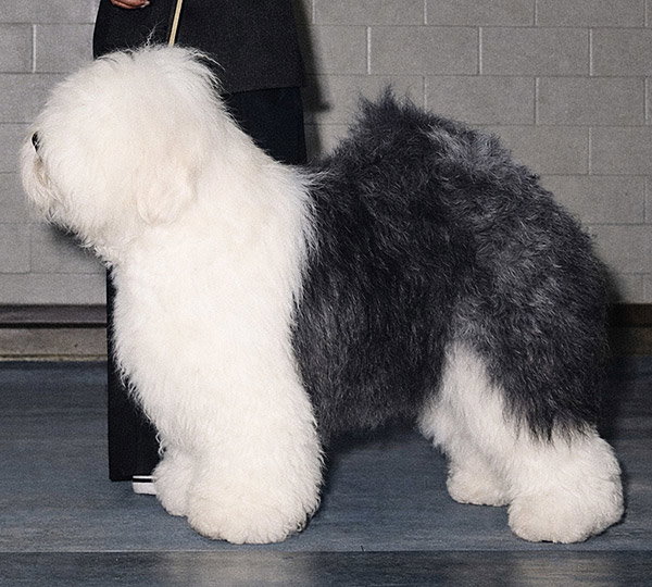 Blenheim Farfelu Fanfan