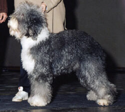 Brightcut SnowDowne Limited