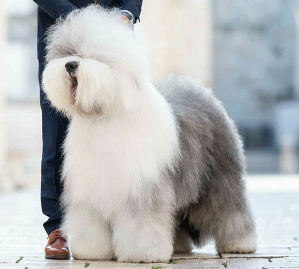 Bugaboo's Dream Big With Bottom Shaker