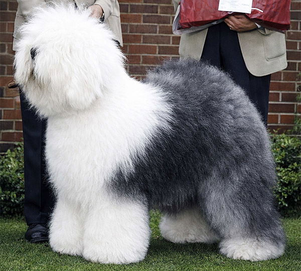 Bugaboo's Some'n To Talkabout