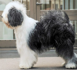 Coco Chanel aus dem Elbe-Urstromtal