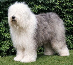 Cora vom Glinderberg