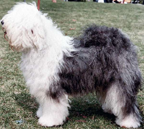 Cornelia Of Trimtora