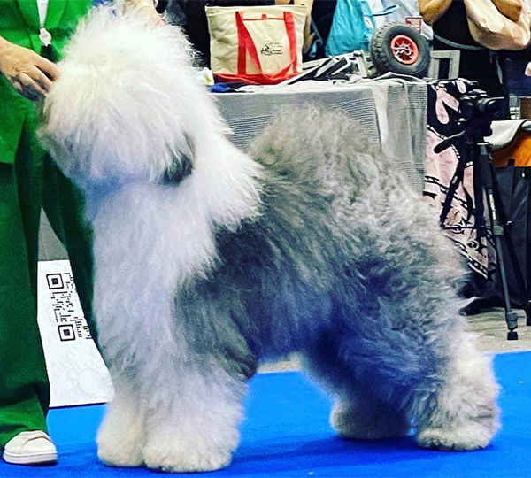 Dizzny'z The Rolling Stone