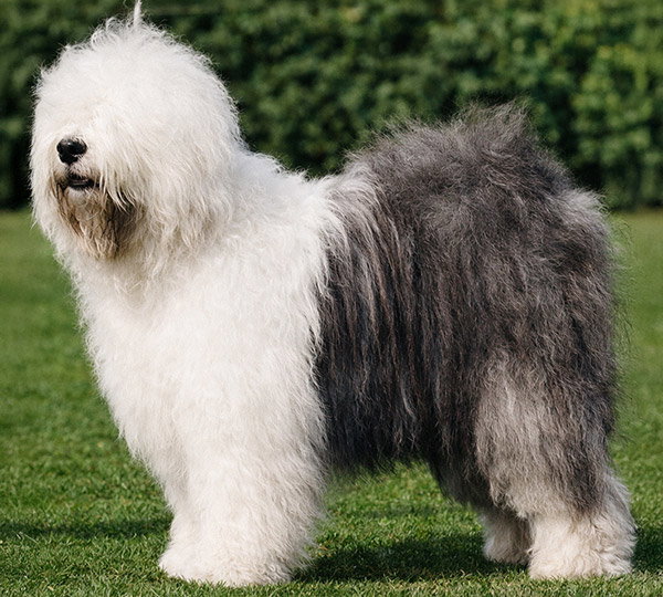 Ellenglaze Ladies Choice