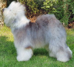 Emma von den Bayern-Bobby's