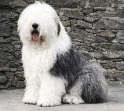 Fernville Lord Digby