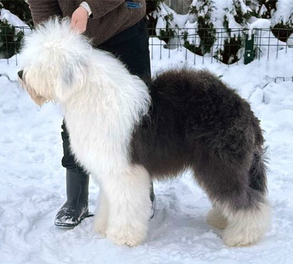 Furry Miracle Zest of Cake