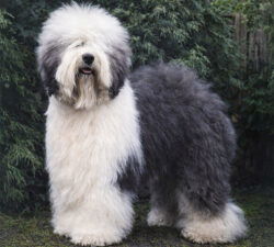 Greyfell Storm Warning