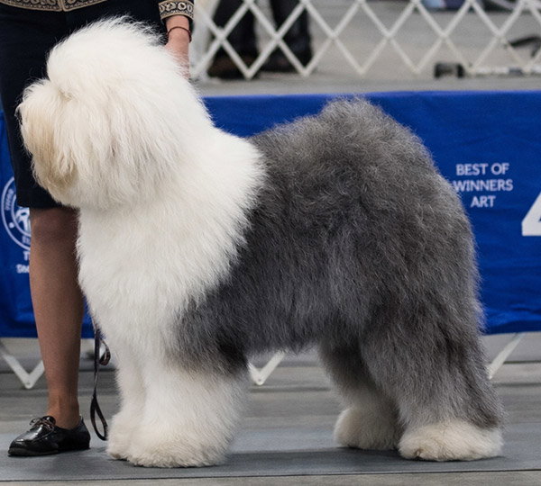 Haystac's Blizzard Of Ozz