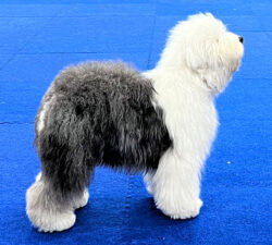 Haystac's Tilted Halo