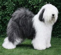 Jedforest Don Carlos