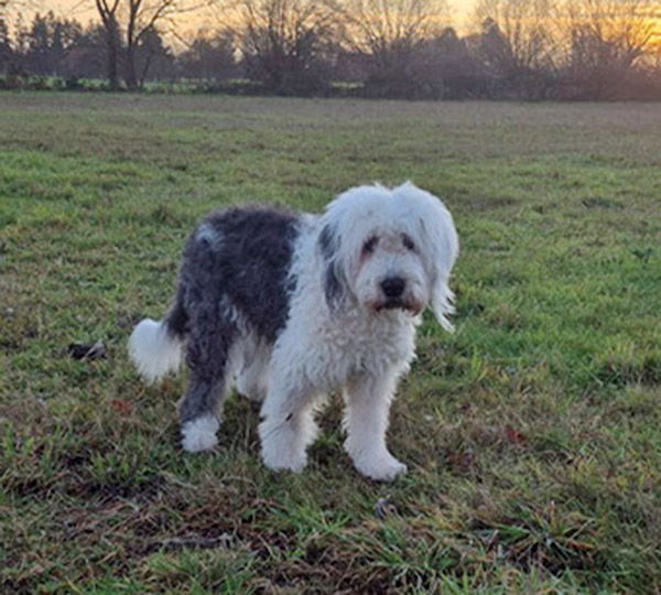 Kalliope aus dem Elbe-Urstromtal