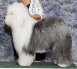 Ken-Bear's We've Only Just Begun