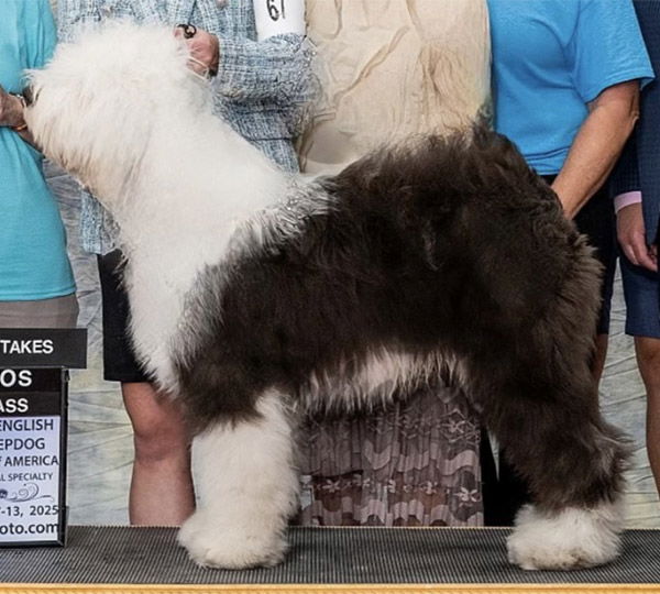 Kimpawsible Pawty On Shaggy Blvd With Lambluv