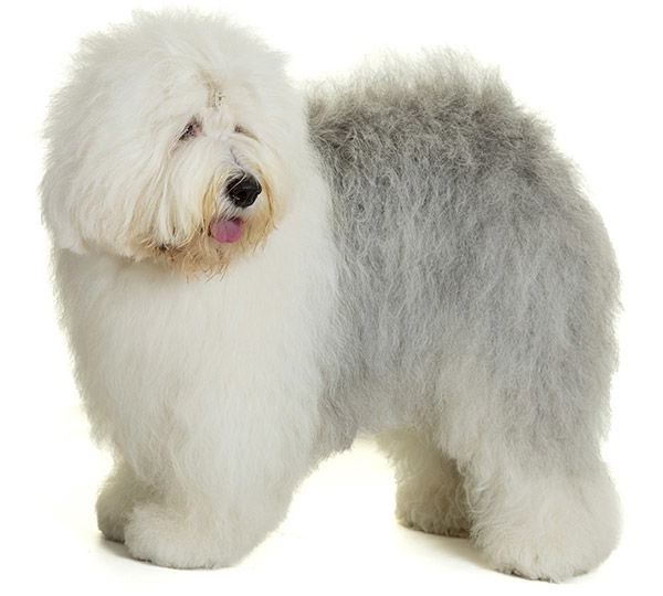 Krisendaw Kassia For Flufebustles