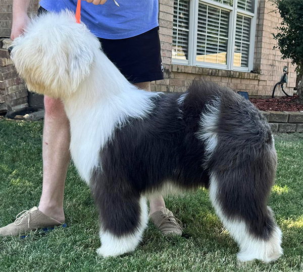 Lambluv's For A Good Time Call Kimpawsible