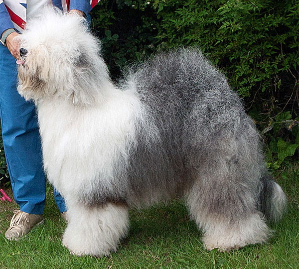 Meisan Roly Poly Angelo