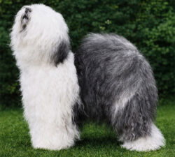 Pelajilo Milly Mistletoe