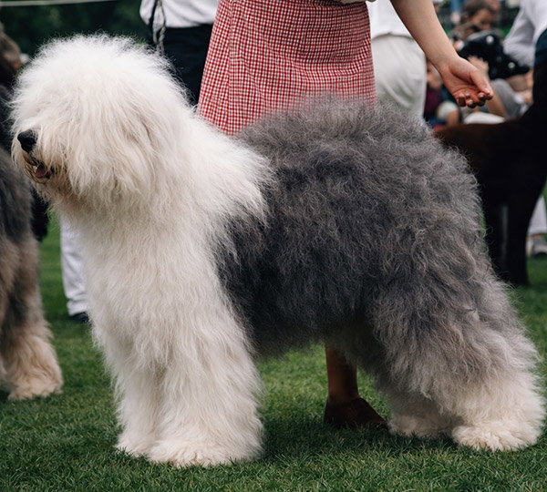 Pockethall I'Mashootoo