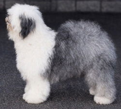 Pockethall New Shoes