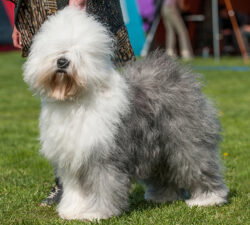 Ragtales Keen on Candy