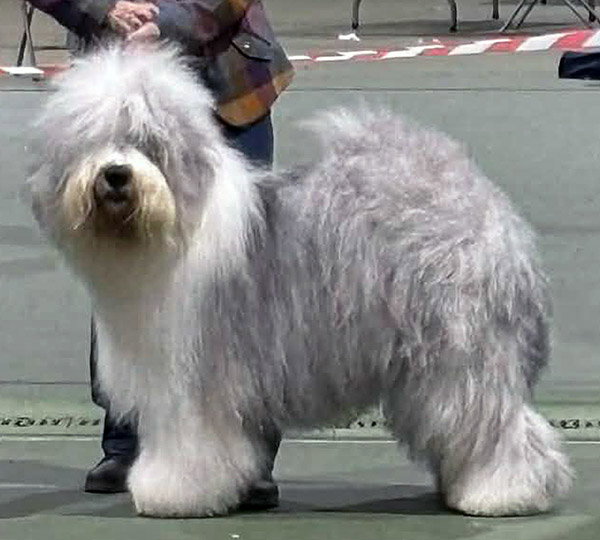 Shaggybo Mineral Mist