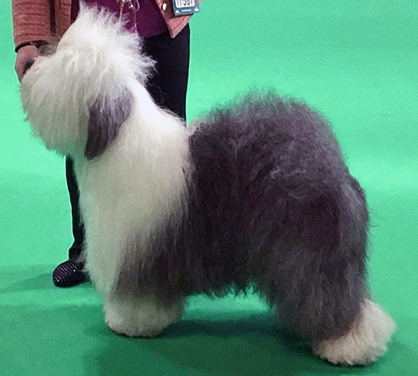 Shaggybo Spectacular Rival With Soulbobs