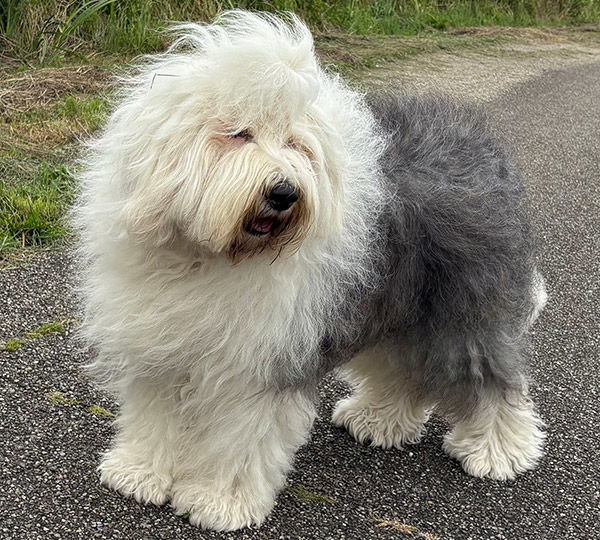 Snowflake Of Snowboot Bears