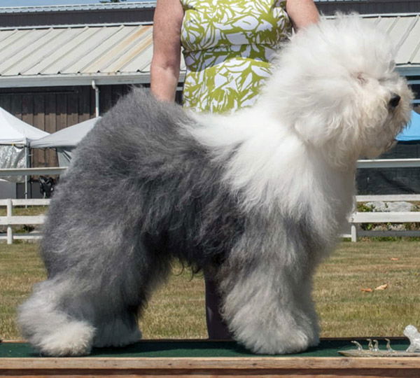 Stoneyroydes 9th Shade Of Grey Dobbie