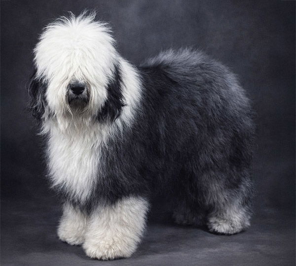 Tamara's Chimney Sweep