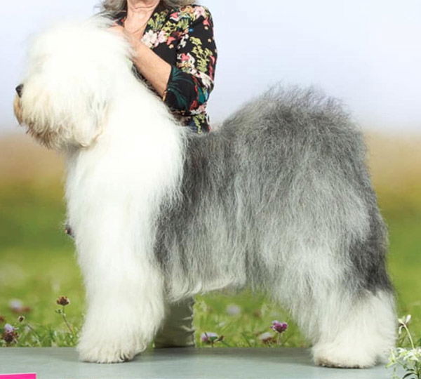 The Stunning Stien Of Snowboot Bears