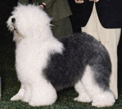 Vidmars Visibility Zero