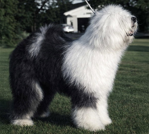 Warwyck Wildfire O Aphrodite