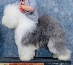 Woolkin's Hello World