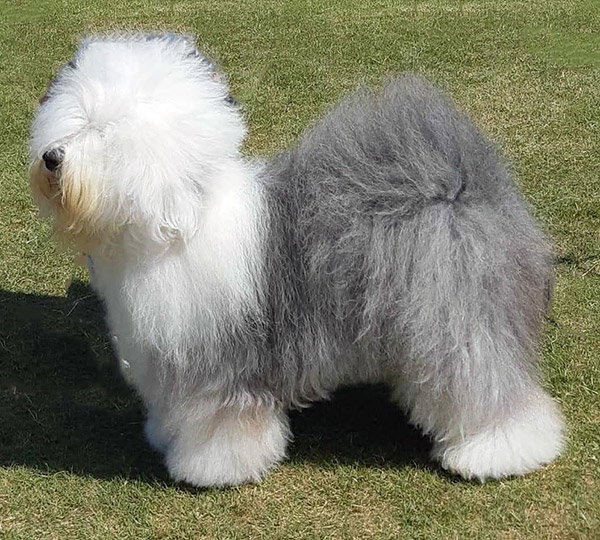 Zottels Honey Moon At Shaggybo