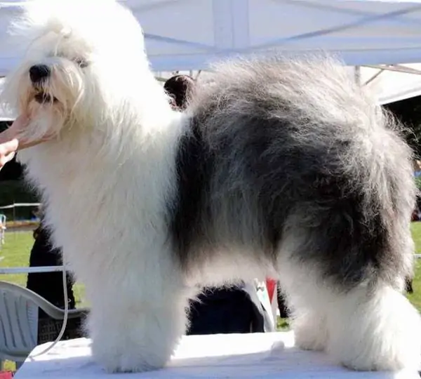 Argovian High On Emotion