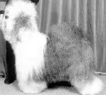 Bobbington Latin Lover