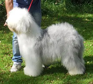 Definitely Xquiszt Adoracion