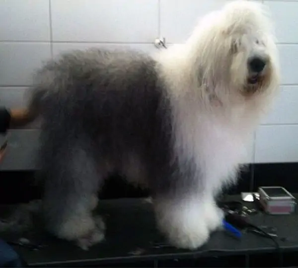 Elbondo aus dem Elbe-Urstromtal