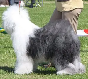 Gipsy Girl Of Snowboot Bears