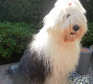 Go Dutch Of Snowboot Bears