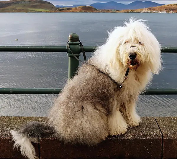 Hamish Of Snowboot Bears