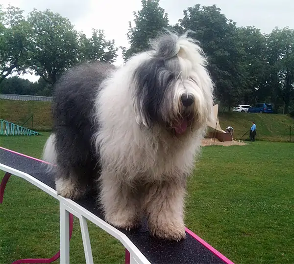 Hershicola aus dem Elbe-Urstromtal